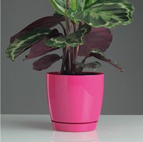 ����� ������� "Toscana" d19 4,4� ������� ������� (10) - almadom96.ru - ������������