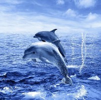      180*180 ""   Two dolphins - almadom96.ru - 