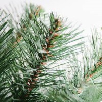 ���� ������������� (������ ���) "�����������" 100 �� (�����/�����/����. ������� �����(��)-56 / 6 / 55) - almadom96.ru - ������������