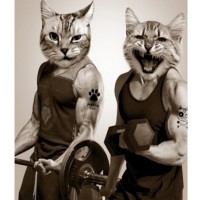      180*200 ""    Gum cats - almadom96.ru - 
