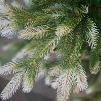 ���� ������������� (����������� �������) "�������� �������" 100 �� - almadom96.ru - ������������